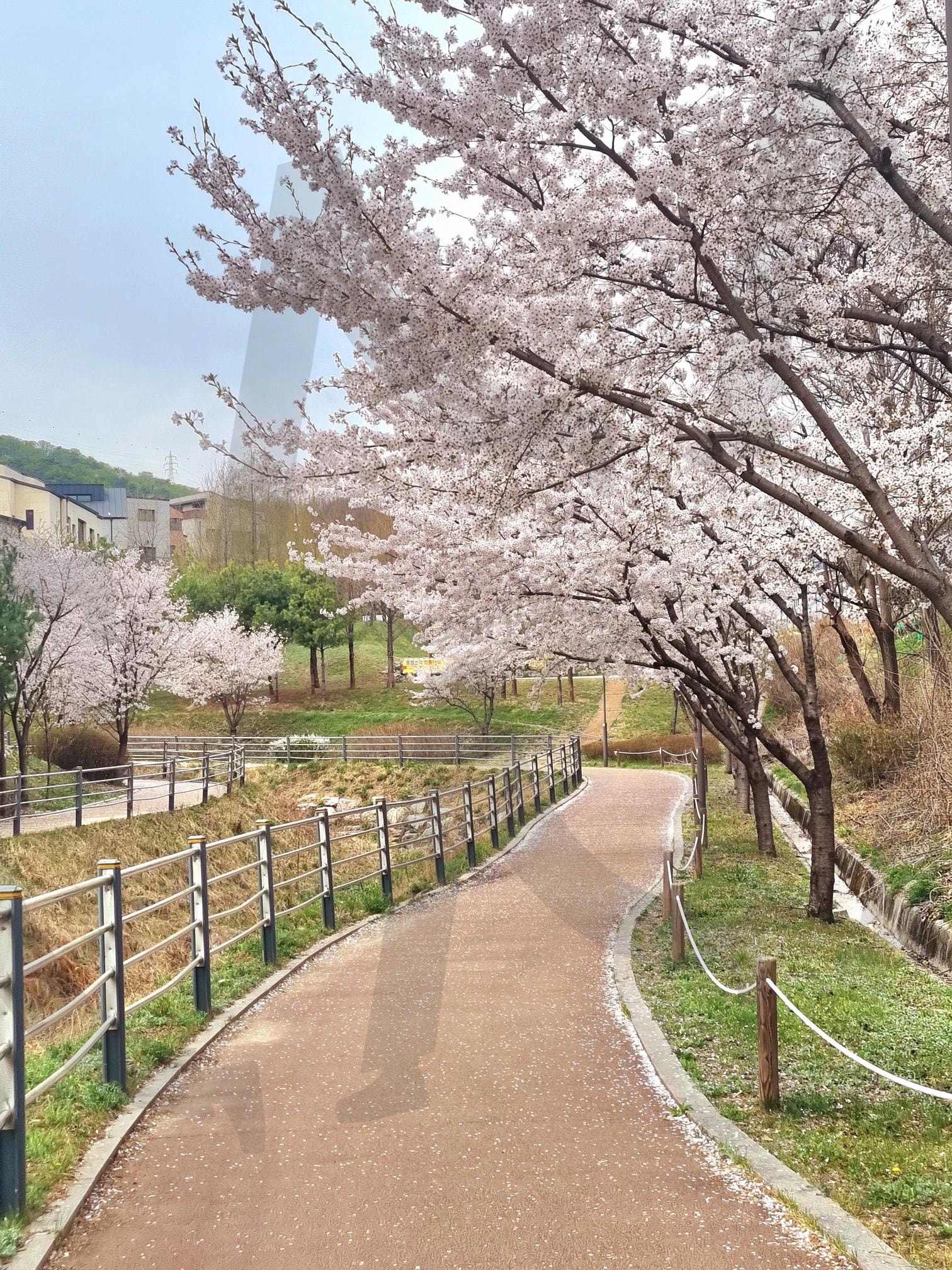 벚꽃 | 벚꽃, 봄, 꽃, 핑크, 벚꽃놀이 | 스탠바이 STANDBUY 디지털 콘텐츠
