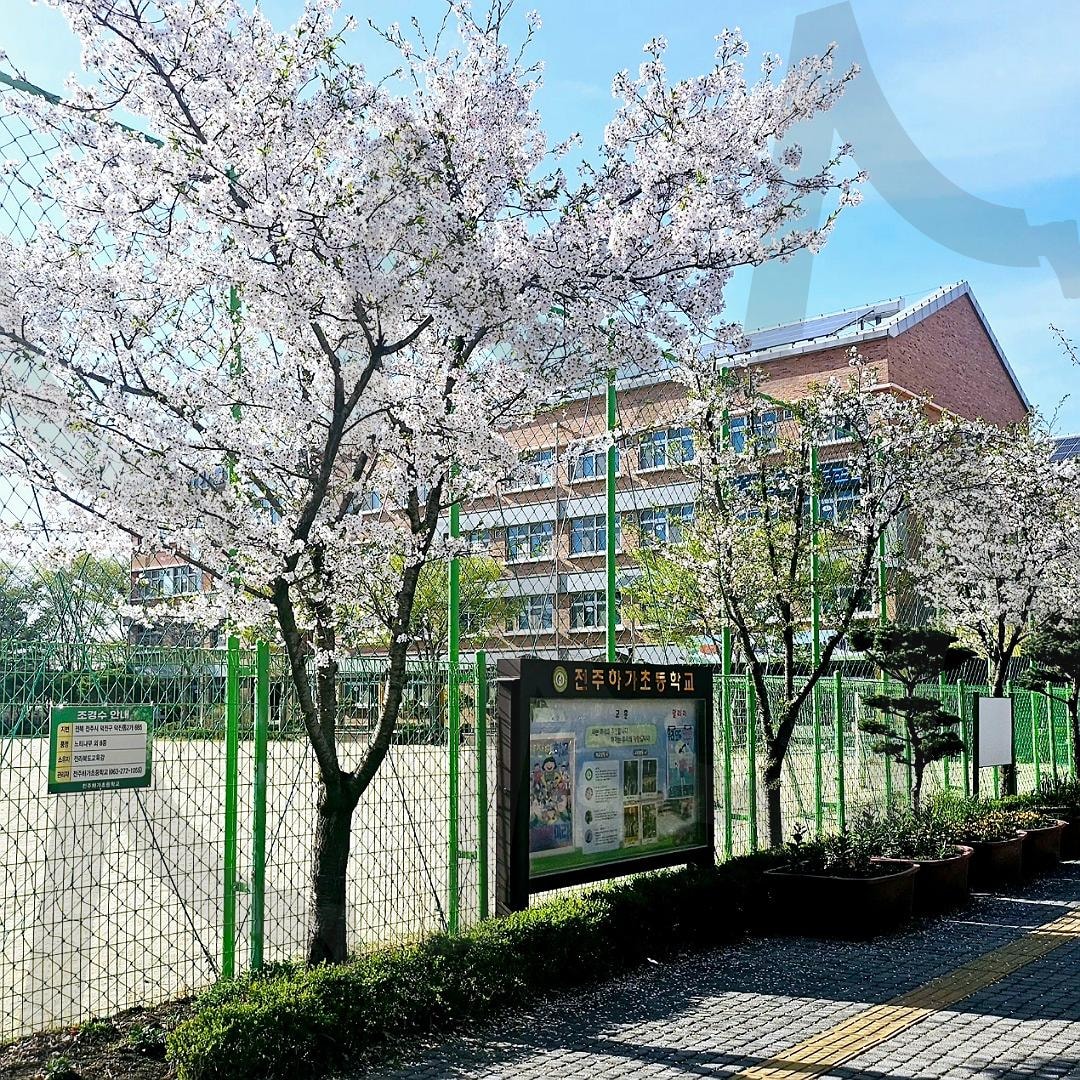 봄날 전주 하가 초등학교 | 봄, 오후3시, 하가지구, 하가초등학교ㅡ, 아이들 | 스탠바이 STANDBUY 디지털 콘텐츠