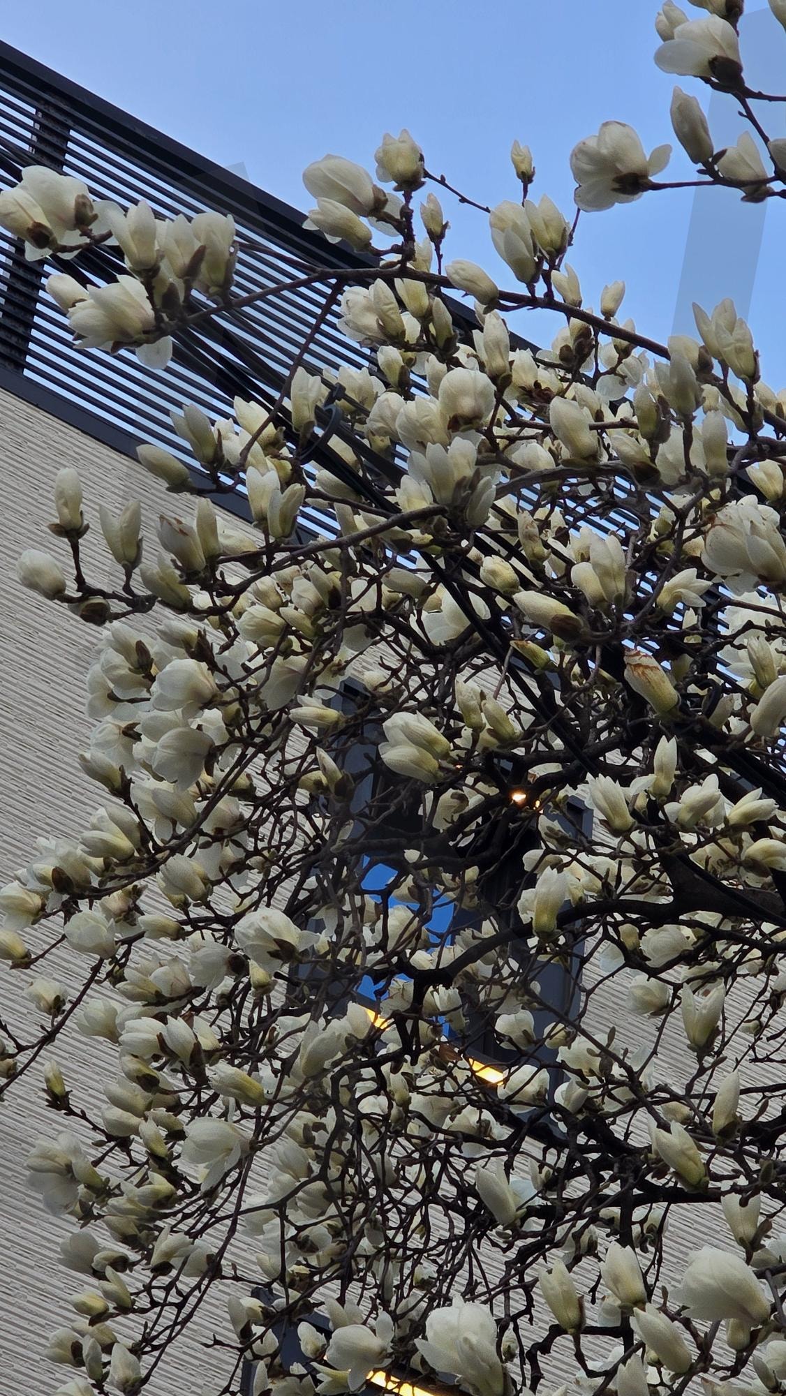 봄이오는 사진 목련 | 꽃, 꽃사진, 목련, 봄꽃, 꽃나무 | 스탠바이 STANDBUY 디지털 콘텐츠