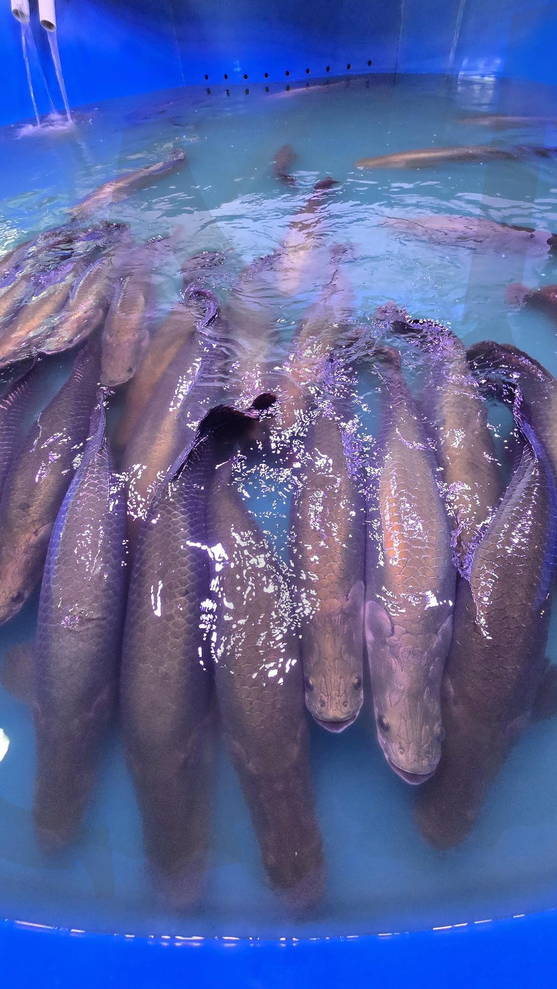 피라루쿠 | 파라루쿠, 물고기, 아마존물고기, 물고기사진, 아마존물고기사진, 물고기떼 | 스탠바이 STANDBUY 디지털 콘텐츠