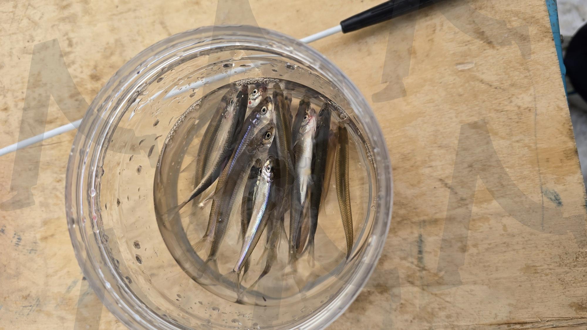 빙어낚시 | 물고기, 빙어, 얼음낚시, 빙어잡이, 낚시 | 스탠바이 STANDBUY 디지털 콘텐츠