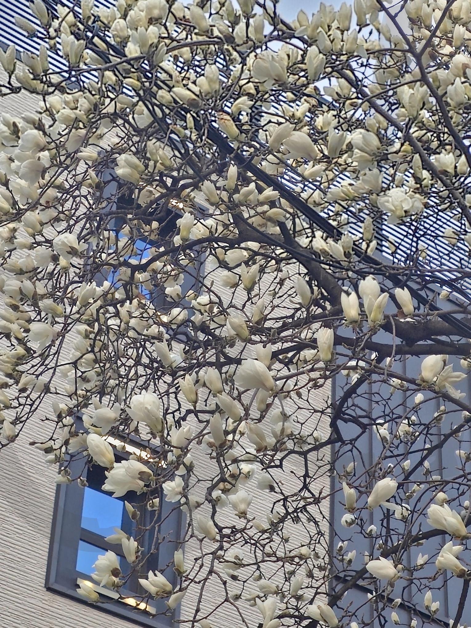 봄이오는 소리 목련 | 목련, 봄, 흰꽃, 봄꽃, 봄이오는소리, 꽃사진, 꽃 | 스탠바이 STANDBUY 디지털 콘텐츠