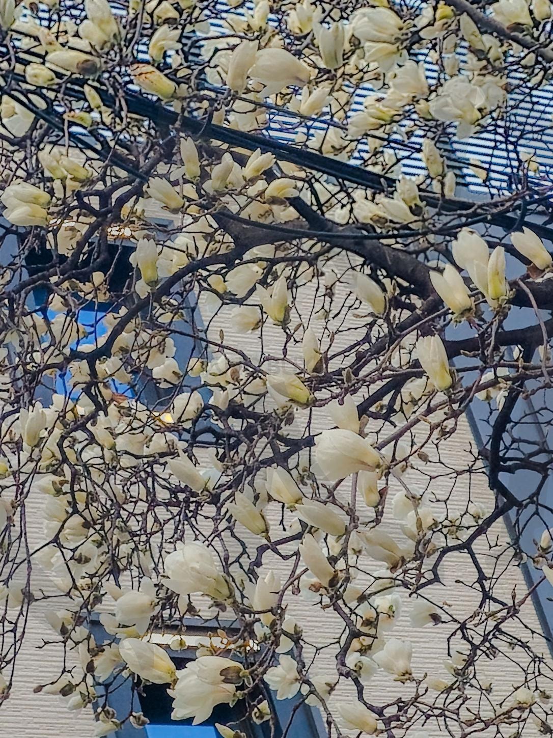 봄이오는 소리 목련 | 꽃, 봄, 목련, 꽃사진, 목련사진 | 스탠바이 STANDBUY 디지털 콘텐츠