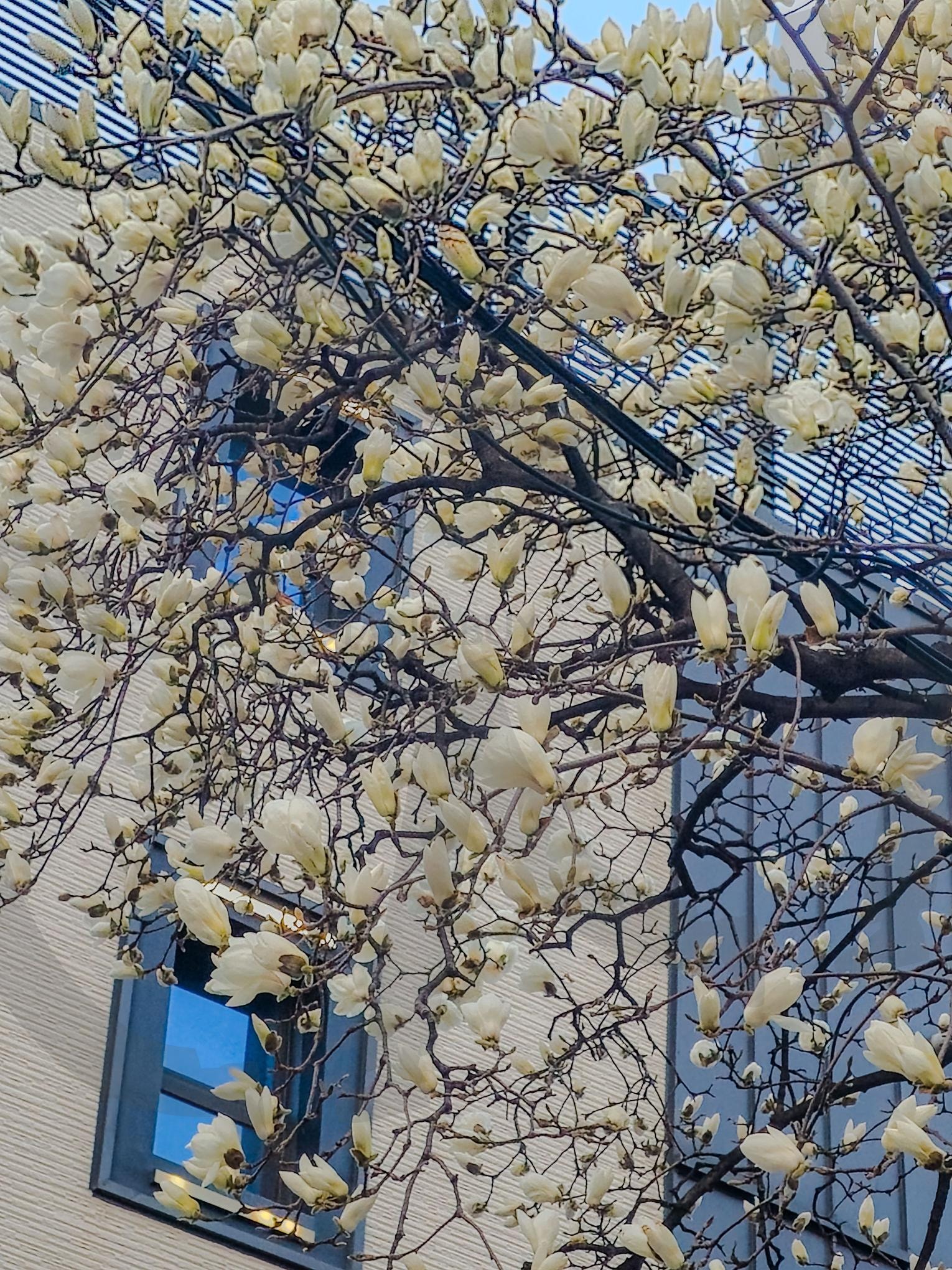 봄이 오는 소리 목련 | 목련, 봄, 봄꽃, 꽃사진, 흰꽃 | 스탠바이 STANDBUY 디지털 콘텐츠