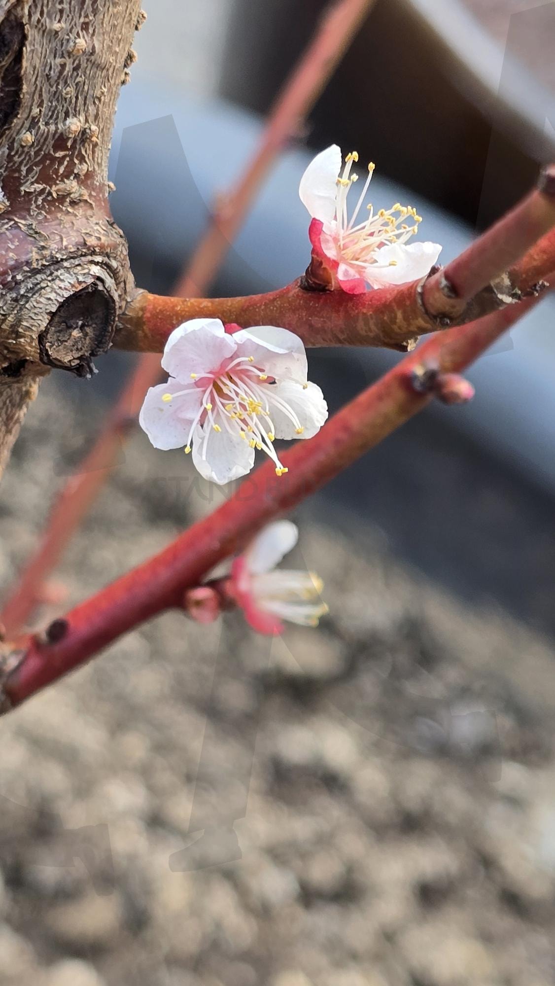 매화 | 매화, 꽃, 꽃사진, 매화꽃, 봄사진 | 스탠바이 STANDBUY 디지털 콘텐츠