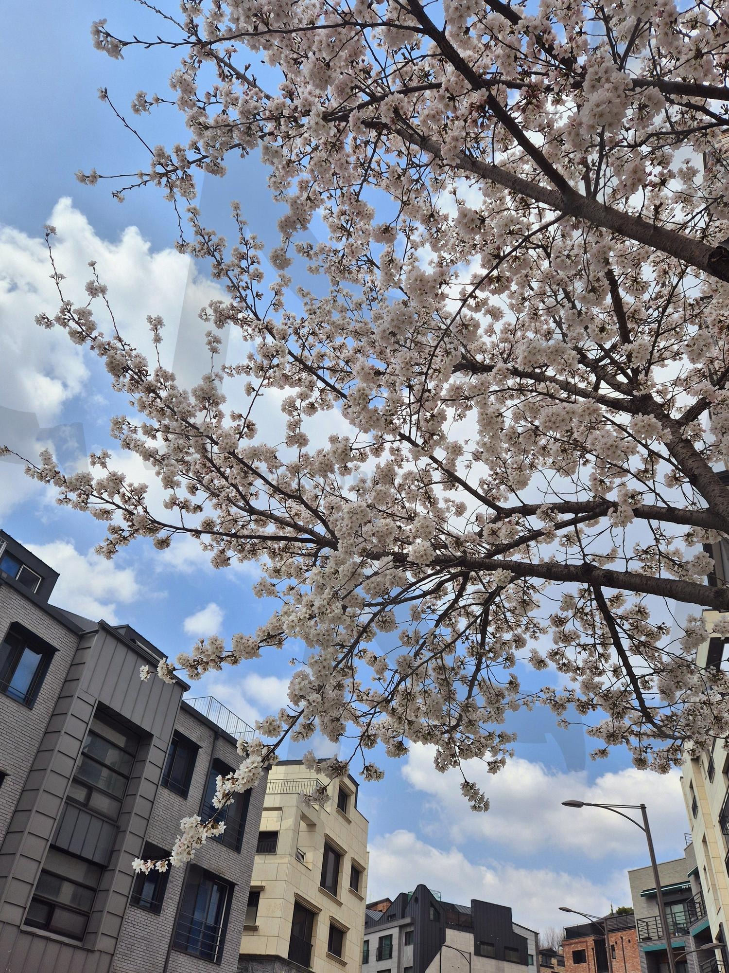 벚꽃나무 | 벚꽃, 벚꽃나무, 봄, 벚꽃놀이, 꽃 | 스탠바이 STANDBUY 디지털 콘텐츠