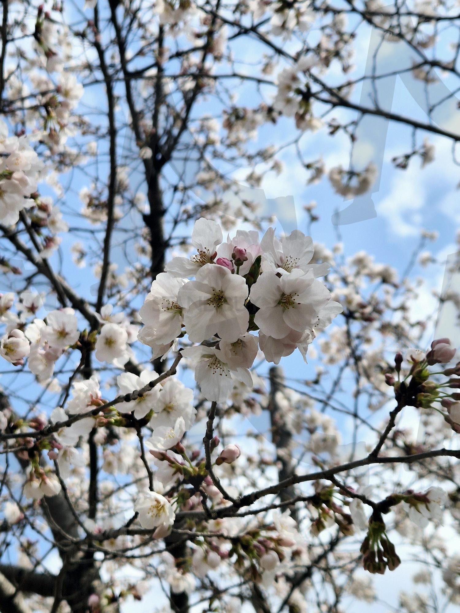 벚꽃 | 벚꽃, 핑크, 벚꽃로드, 남양주, 소풍 | 스탠바이 STANDBUY 디지털 콘텐츠