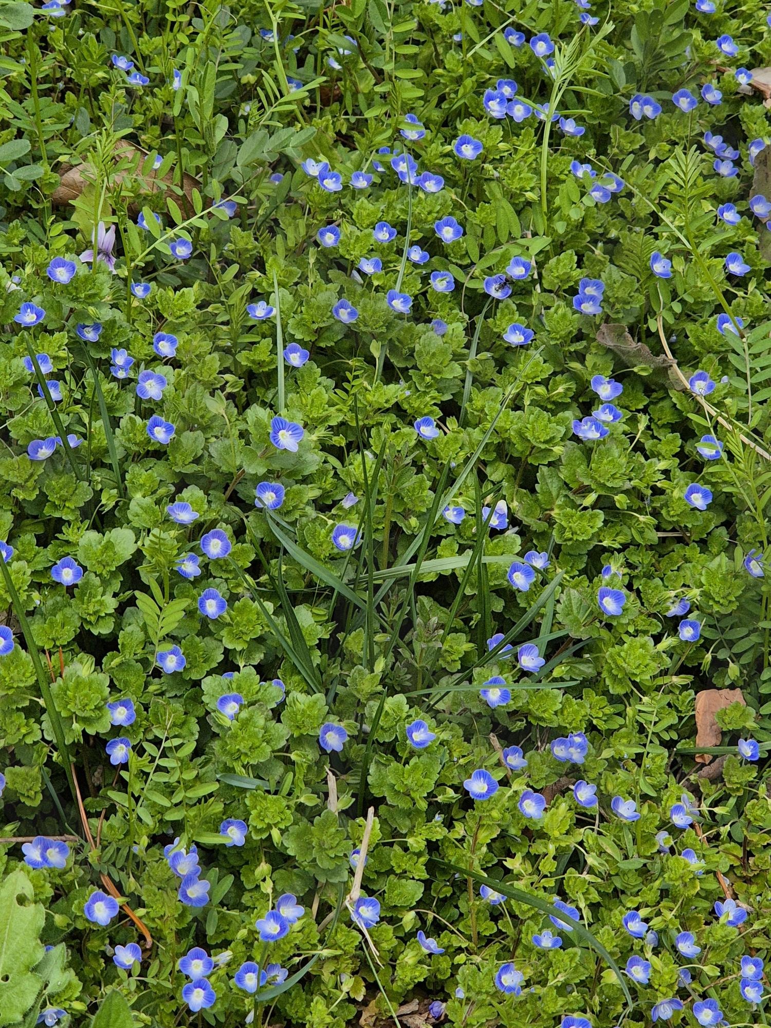 들꽃 | 들꽃, 야생화, 봄꽃, 꽃, 자연 | 스탠바이 STANDBUY 디지털 콘텐츠