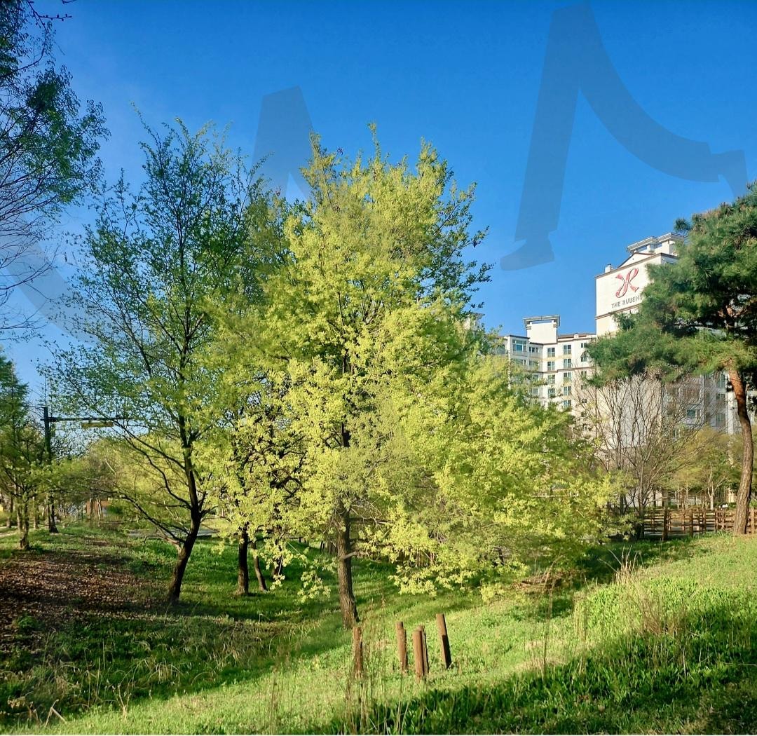 봄 녹색의 향연 | 봄, 녹색의 향연, 나무, 새싹, 전주, 배경화면, 깨끗한 세상 | 스탠바이 STANDBUY 디지털 콘텐츠