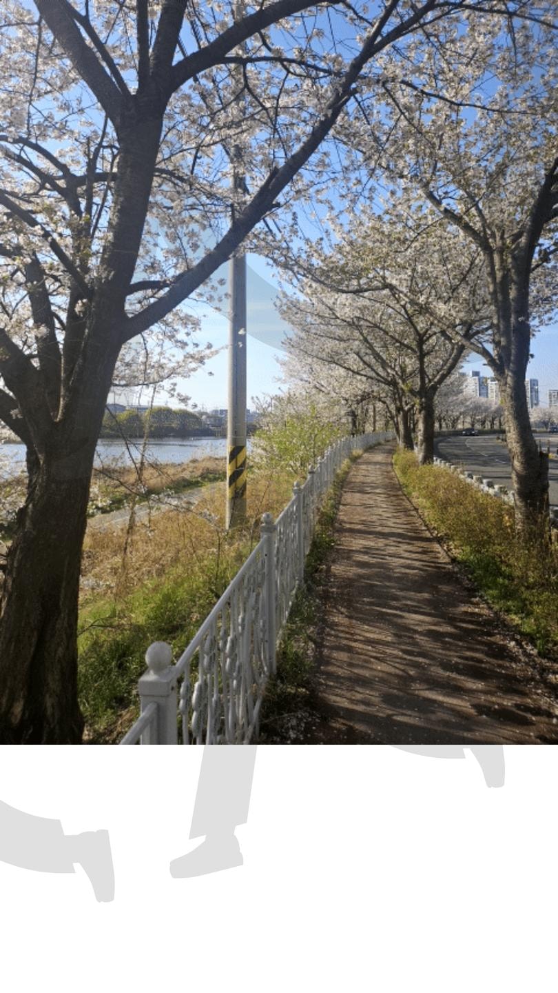 전주천 벚꽃길 | 도로, 벚꽃길, 벚꽃세상, 꽃잔치, 꽃과나, 포토존 | 스탠바이 STANDBUY 디지털 콘텐츠