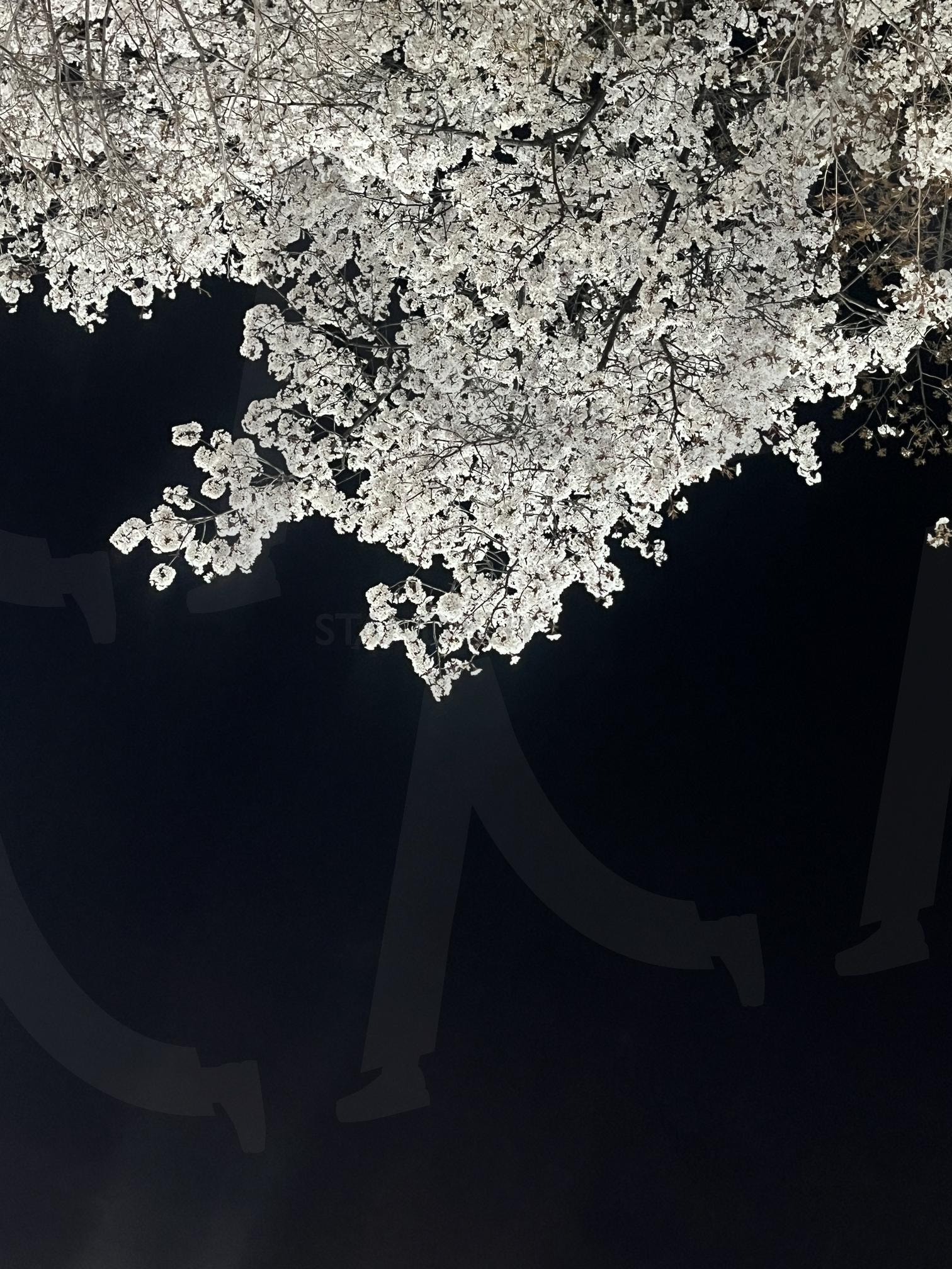 밤 벚꽃 2 | 밤, 밤벚꽃, 벚꽃, 꽃, 봄 사진, 봄 | 스탠바이 STANDBUY 디지털 콘텐츠
