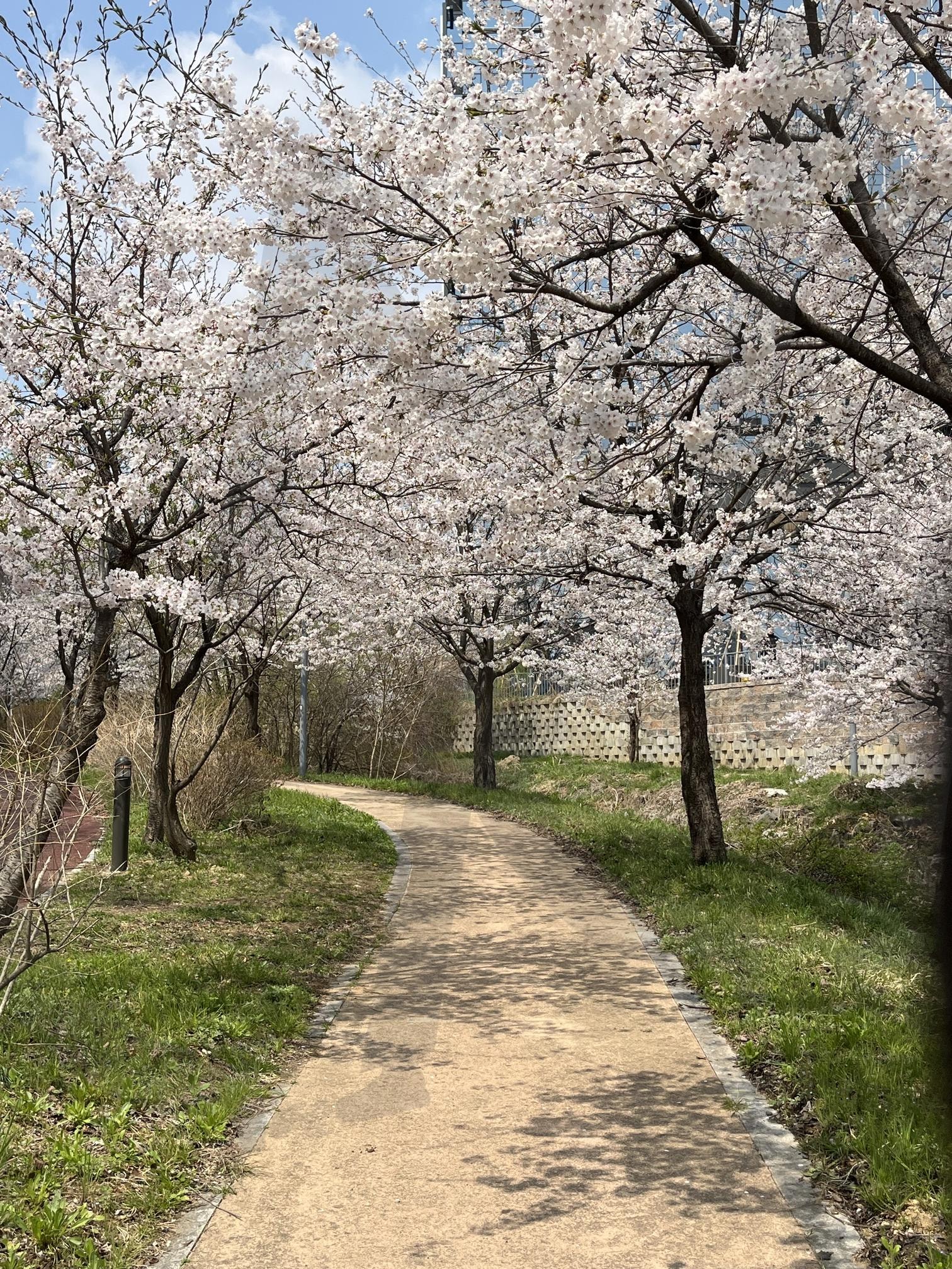 풍성한 벚꽃 길 | 벚꽃길, 벚꽃, 꽃길, 꽃놀이, 꽃, 봄 | 스탠바이 STANDBUY 디지털 콘텐츠