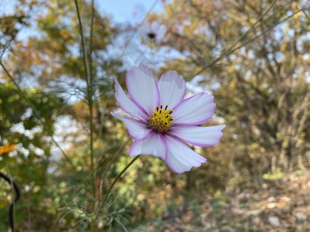 코스모스 | 코스모스, 등산, 꽃, 자연, 산 | 스탠바이 STANDBUY 디지털 콘텐츠