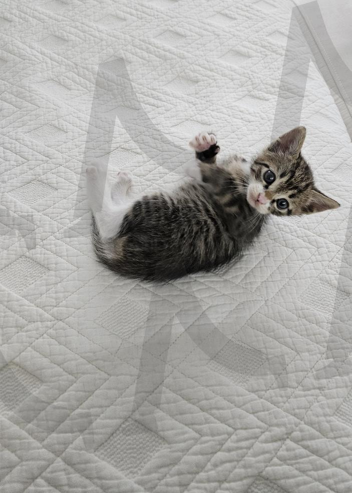 아기고양이 | 고양이, 냥이, 아기, 똘망이, kitten | 스탠바이 STANDBUY 디지털 콘텐츠