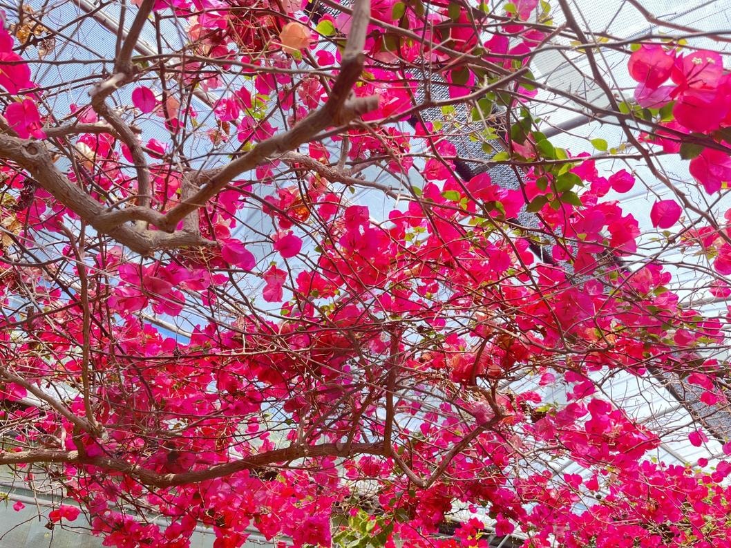 단풍 | 단풍잎, 가을, 단풍, 나무, 빨간색 | 스탠바이 STANDBUY 디지털 콘텐츠