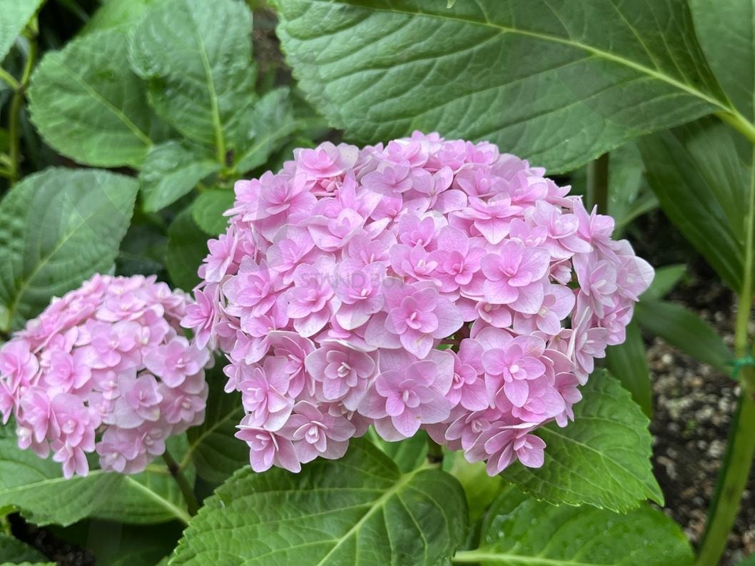 수국 | 꽃, 분홍꽃, 수국, 자연, 식물원 | 스탠바이 STANDBUY 디지털 콘텐츠