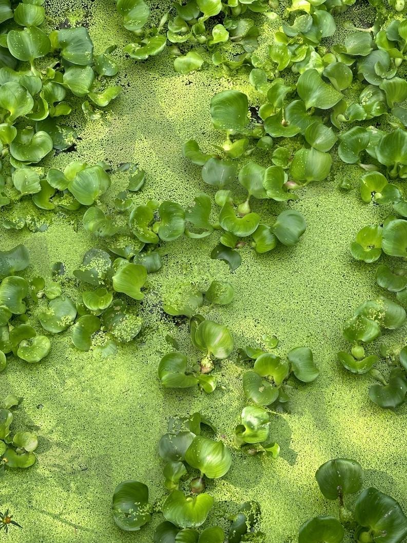 식물원 | 개구리밥, 부레옥잠, 초록, 식물원, 호수, 자연 | 스탠바이 STANDBUY 디지털 콘텐츠