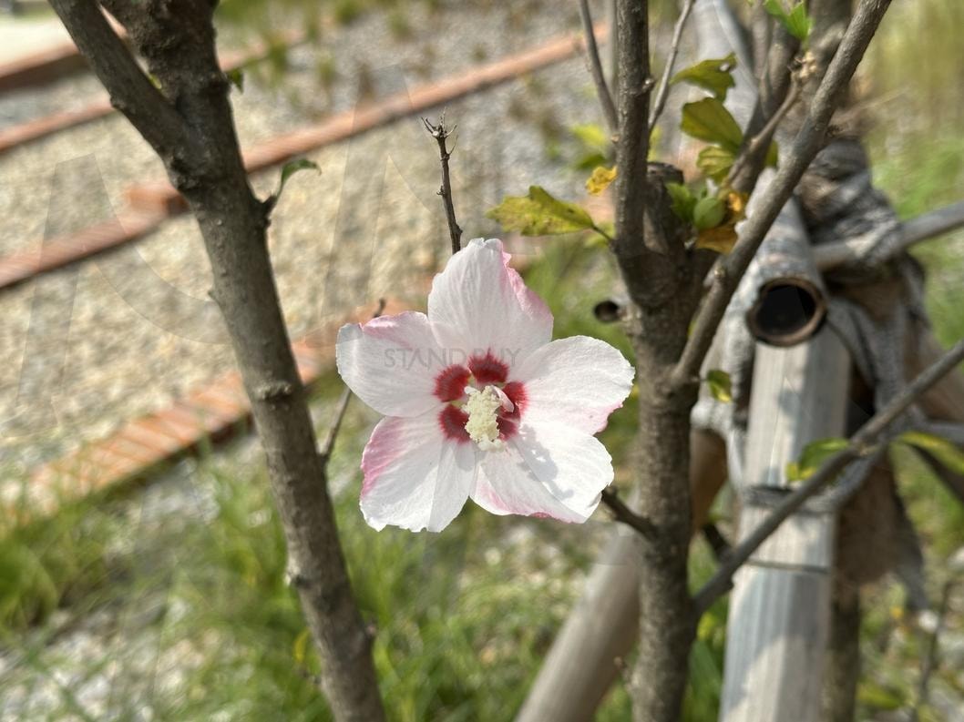 무궁화 | 대한민국, 무궁화, 꽃, 식물원, 자연 | 스탠바이 STANDBUY 디지털 콘텐츠