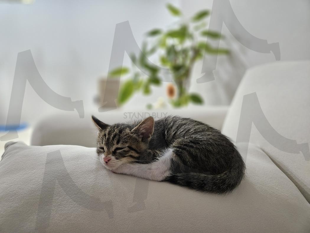 우리 냥이의 하루 | 고양이, 냥이, 잠, 쉼, 여유, 사랑ㄹ, kitten | 스탠바이 STANDBUY 디지털 콘텐츠