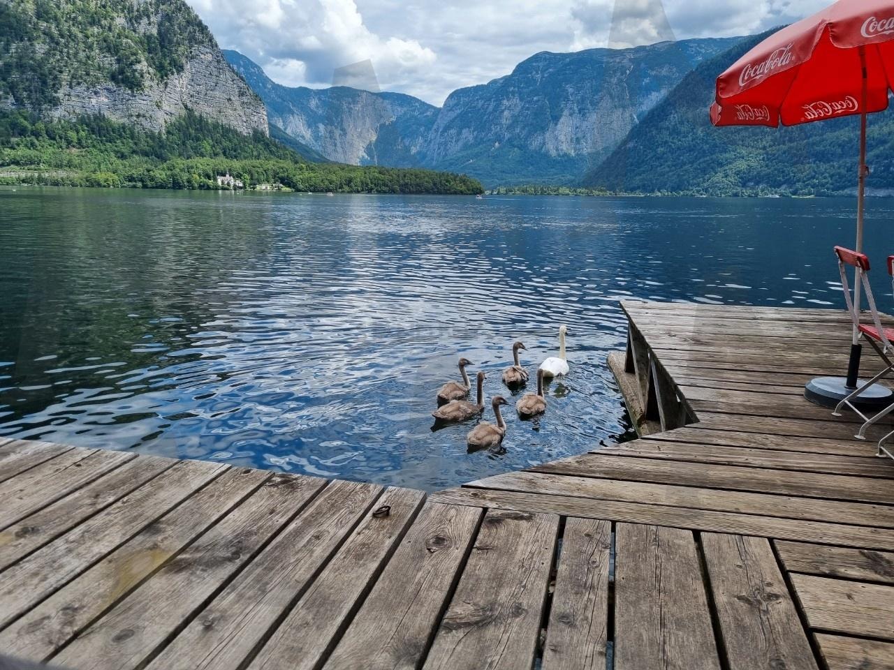 호수위의 오리가족 | 유럽, 오리, 호수, 하늘, 자연 | 스탠바이 STANDBUY 디지털 콘텐츠
