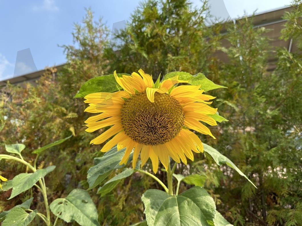 머리가 무거운 해바라기 | 해바라기, 겸손, 인사, 꽃, 자연 | 스탠바이 STANDBUY 디지털 콘텐츠
