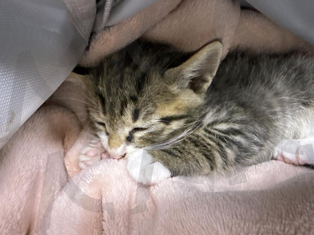 자장자장 우리 랑랑이 | 수면, 아기고양이, 냥이, 귀염둥이, 아가 | 스탠바이 STANDBUY 디지털 콘텐츠