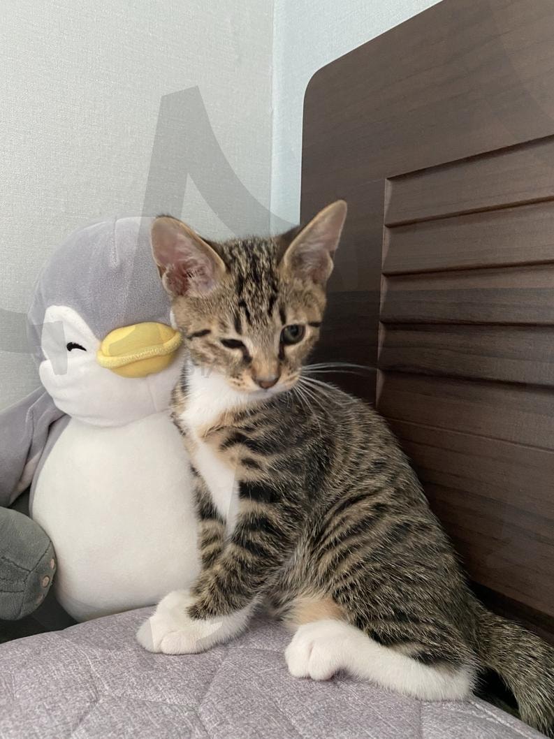 오리인형과 함께 냥냥이 | 고양이, 오리인형, 냥이, kitten, 아기고양이 | 스탠바이 STANDBUY 디지털 콘텐츠