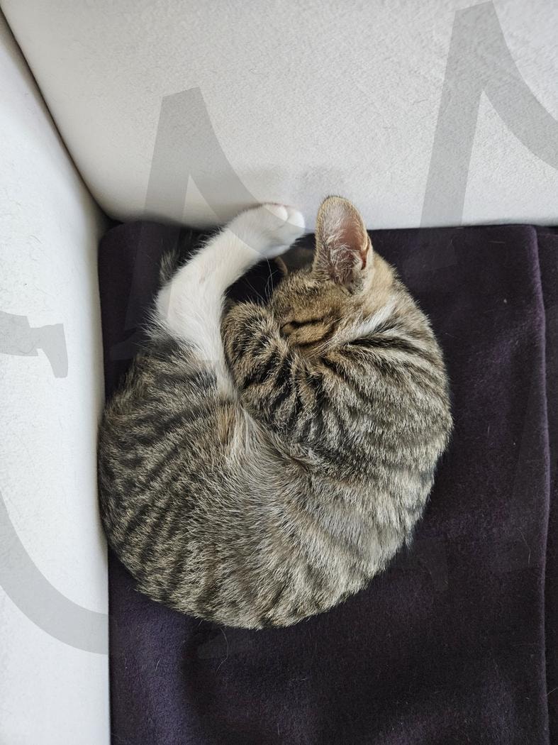 암모나이트 고양이 | 고양이, 공, 수면, 냥냥이, kitten | 스탠바이 STANDBUY 디지털 콘텐츠