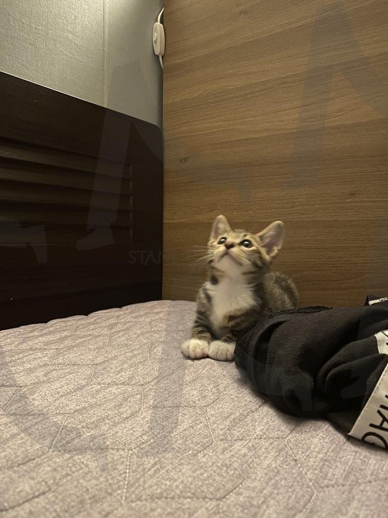 랑랑이 야옹이 | 고양이, 인생컷, 냐옹이, kitten, 아기고양이 | 스탠바이 STANDBUY 디지털 콘텐츠
