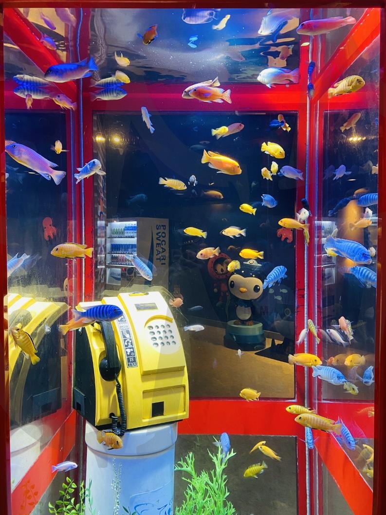 수족관 | 공중전화, 수족관, 물고기, 노란색공중전화, 관람 | 스탠바이 STANDBUY 디지털 콘텐츠