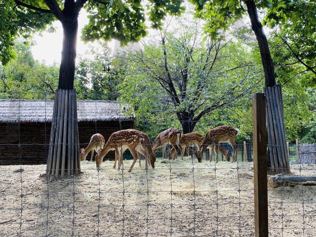 사슴 | 사슴, 서울숲, 자연, 동물, 산책로 | 스탠바이 STANDBUY 디지털 콘텐츠