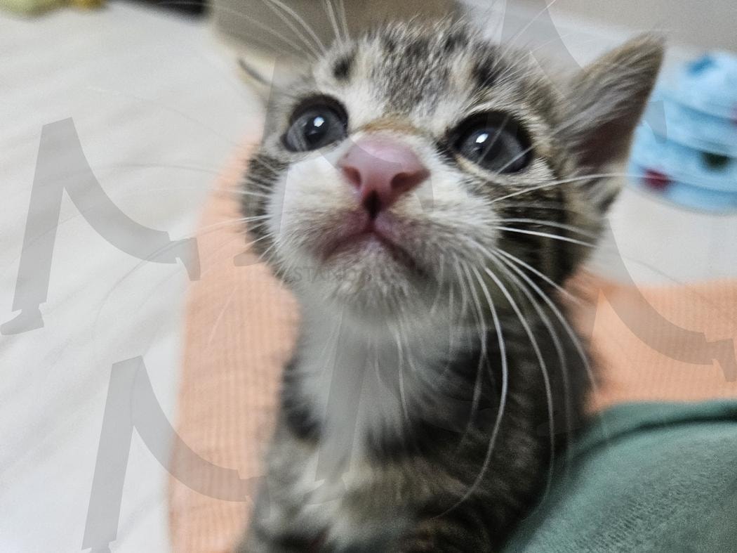 kitten 쪼꼬미 | 아기고양이, 고양이, kitten, 냥냥이, 냥이, 사랑이, 집사, 행복 | 스탠바이 STANDBUY 디지털 콘텐츠