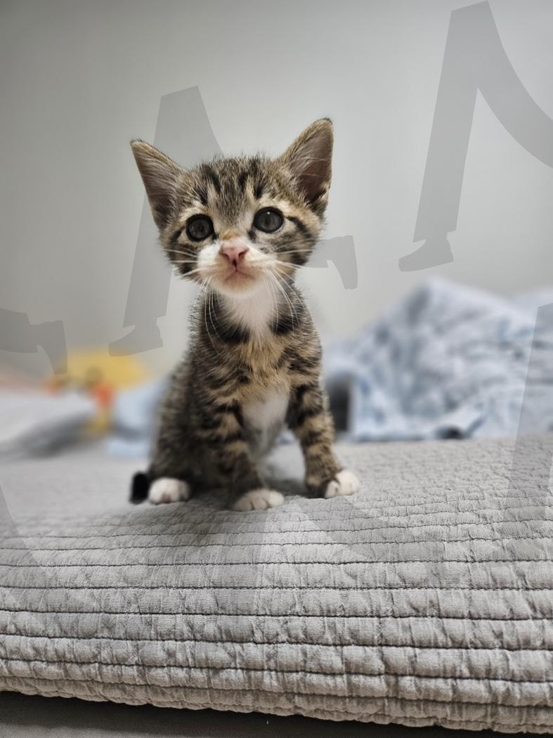 넌 뭘 보고 있니 냥냥이 | 고양이, 냥이, kitten, little, 아기고양이, 귀염둥이, 꼬마, 꼬미, 사랑둥이 | 스탠바이 STANDBUY 디지털 콘텐츠