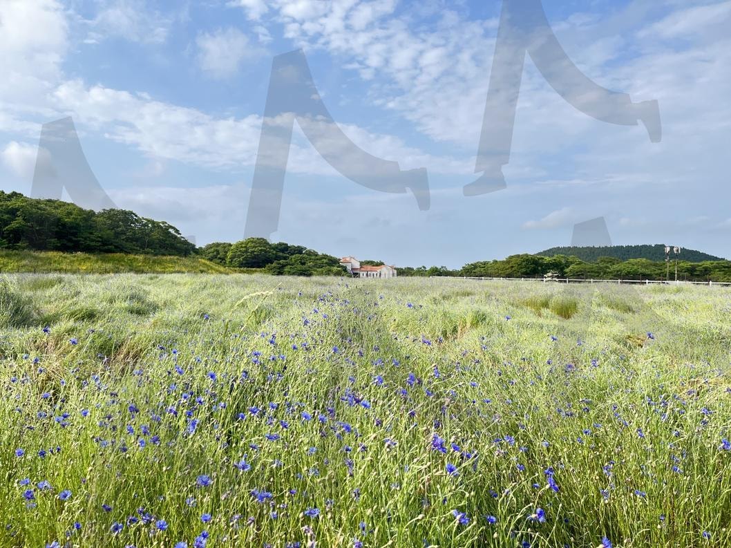 하늘과 맞닿은 제주도 | 제주도, 하늘, 산, 자연, 여행 | 스탠바이 STANDBUY 디지털 콘텐츠