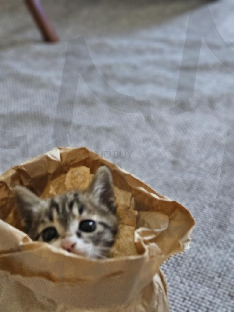 고구마 봉지속 쪼꼬미 | 고구마봉지, 바스락, 고양이, 냥이, kitten, little, 500원, 너 어딨니? | 스탠바이 STANDBUY 디지털 콘텐츠