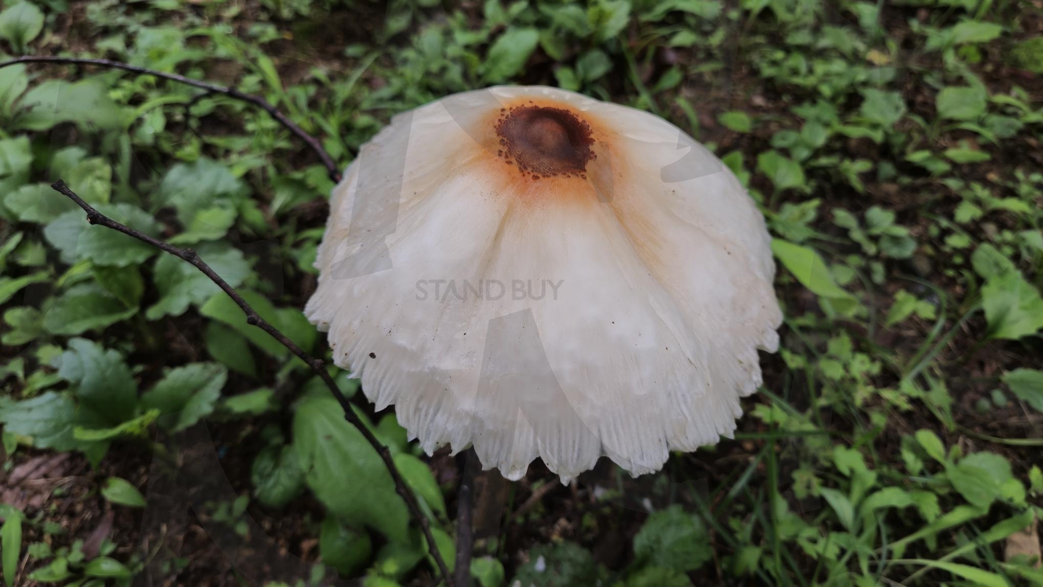 버섯 | 공원, 땅, 버섯, 독, 화려함 | 스탠바이 STANDBUY 디지털 콘텐츠