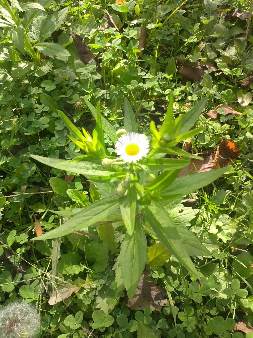 들꽃 | 꽃, 하얀꽃, 들꽃, 자연, 산 | 스탠바이 STANDBUY 디지털 콘텐츠