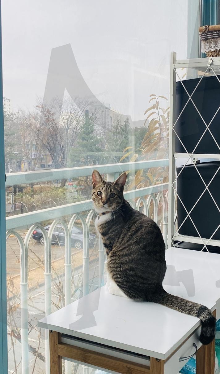 창앞의 랑랑이 | 고양이, 냐용이, 창앞에선 고양이, kitten, 창 | 스탠바이 STANDBUY 디지털 콘텐츠
