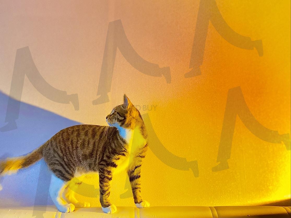 랑이의 멋진포즈 | 고양이, 냥이, 인생컷, 포즈, 야옹이 | 스탠바이 STANDBUY 디지털 콘텐츠