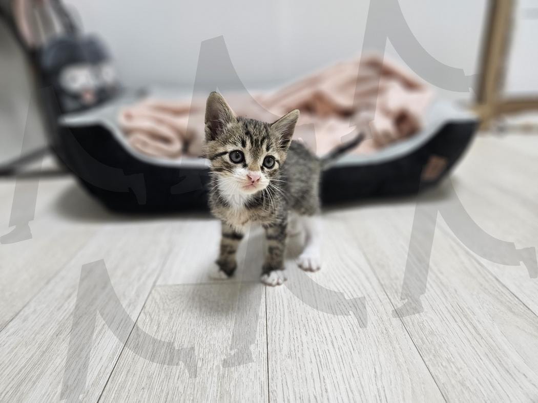 kitten | 고양이, 아기고양이, 큐트, 사랑, 애교 | 스탠바이 STANDBUY 디지털 콘텐츠