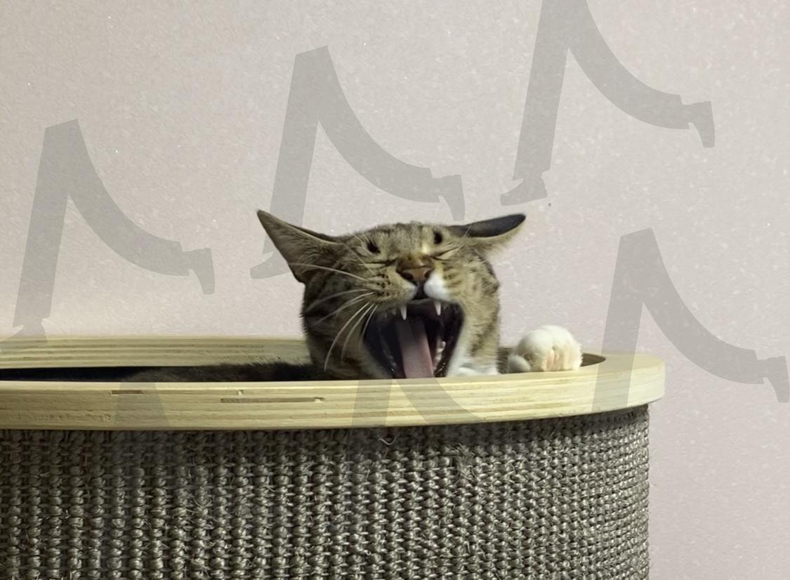 고양이의 하품 | 고양이, 개냥이, 야옹이, 하품, 웃음 | 스탠바이 STANDBUY 디지털 콘텐츠