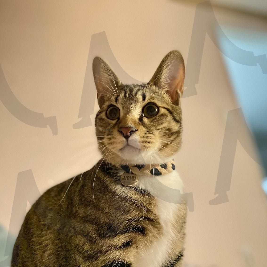 랑랑이의 증명사진 | 고양이, 야옹이, 증명사진, 한컷, 코숏 | 스탠바이 STANDBUY 디지털 콘텐츠