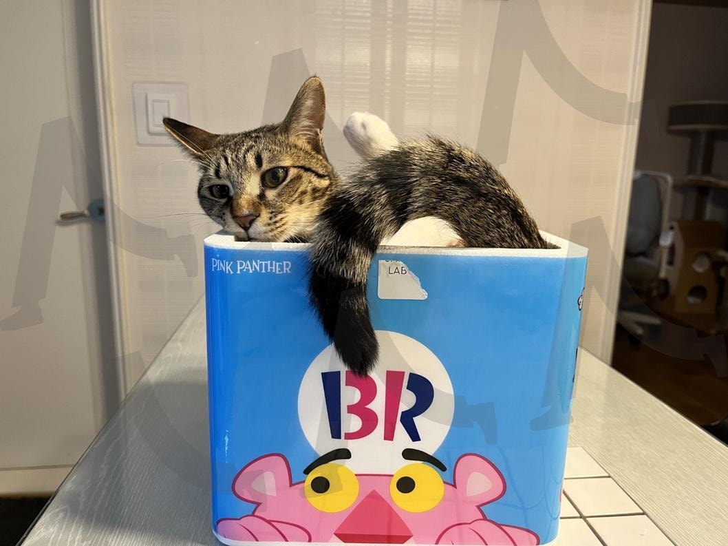 베스킨라벤스 속 고양이 | 고양이, 상자, 놀이, 500원, 야옹이 | 스탠바이 STANDBUY 디지털 콘텐츠