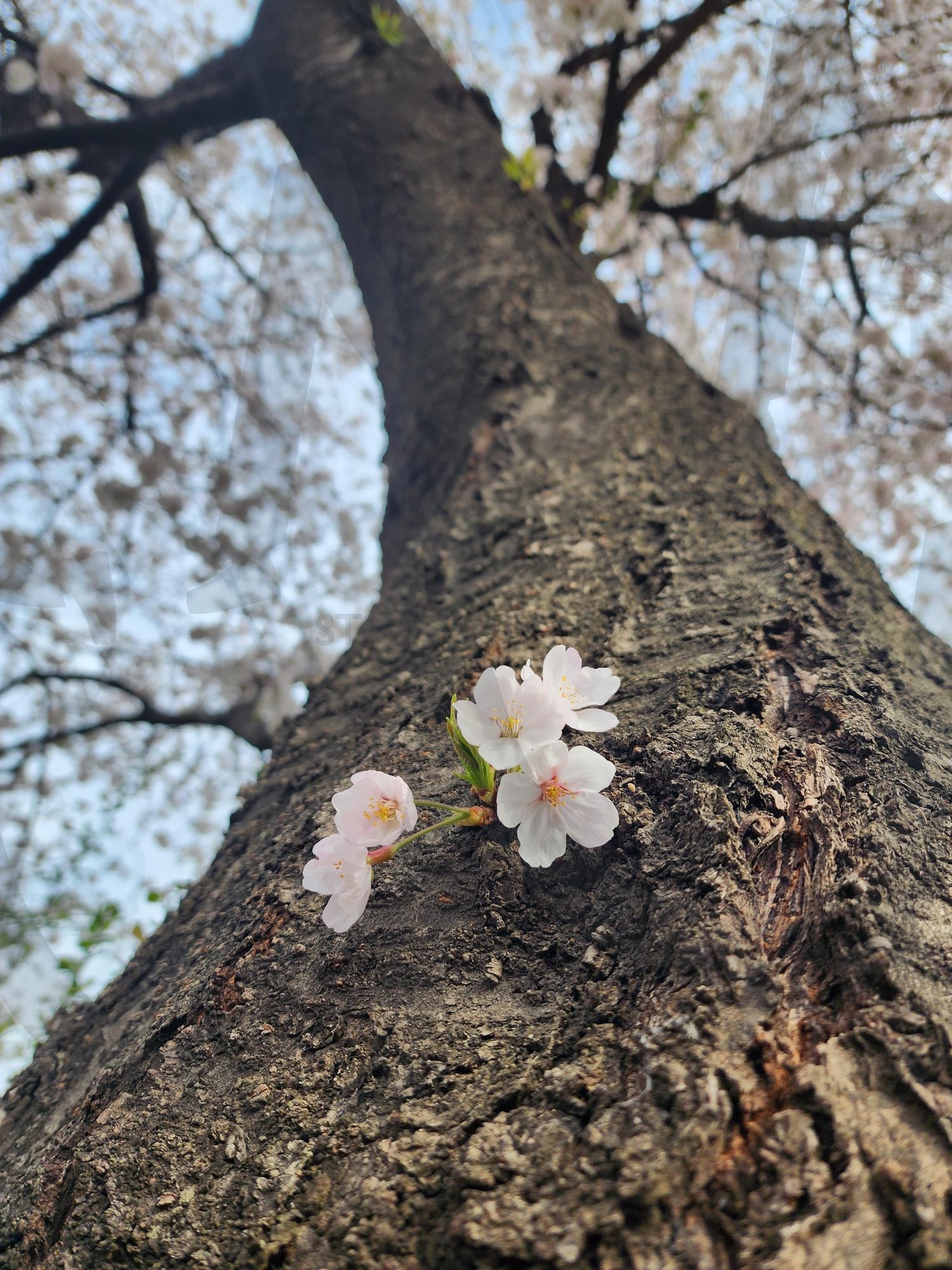 The first sign of growth | 벚꽃, 하늘, 벚꽃나무, 봄, 활기, Cherry blossom sky, cherry blossom trees, sky, spring | 스탠바이 STANDBUY 디지털 콘텐츠