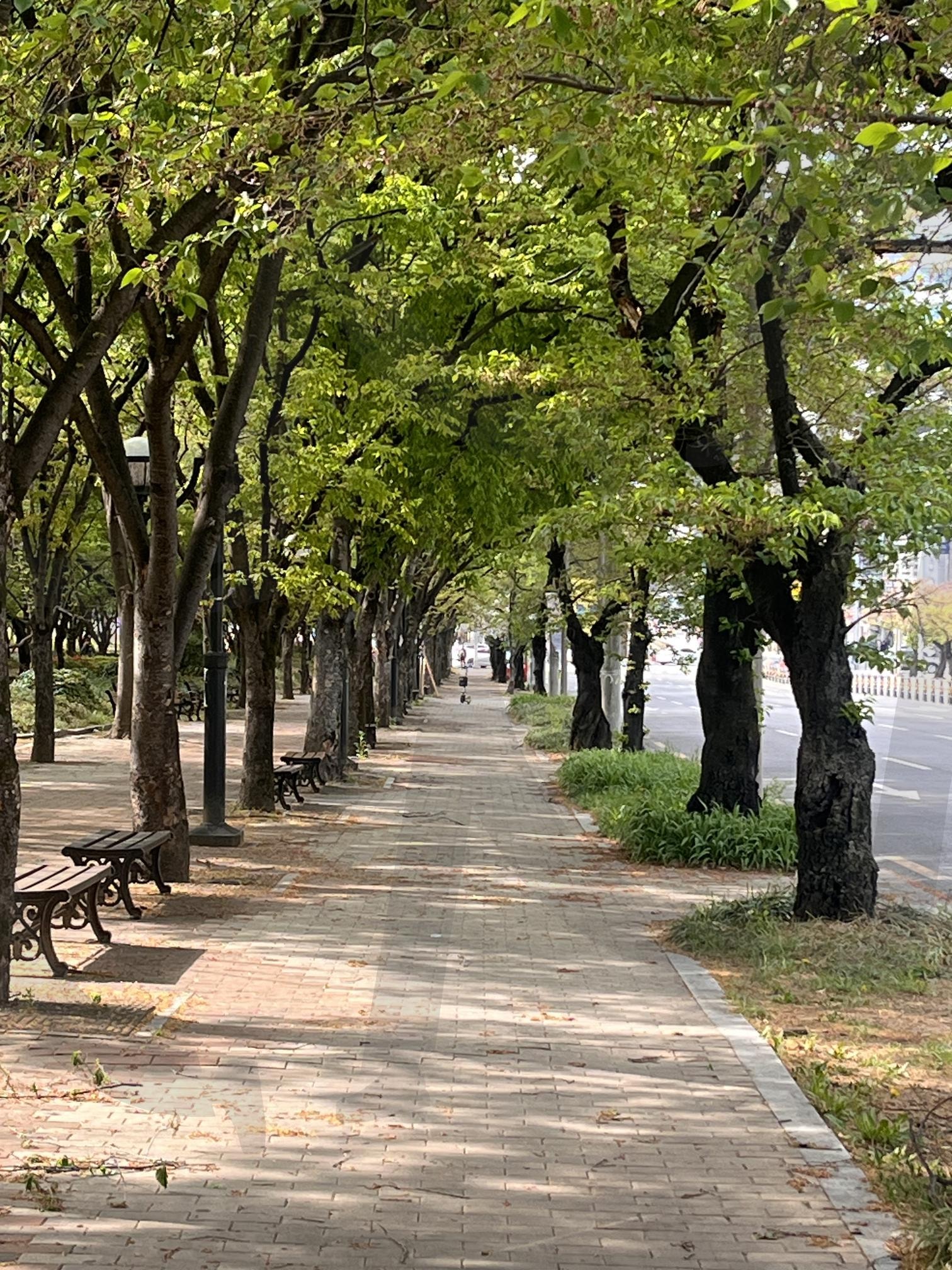 두번째 산책 | 동네산책, 봄, 푸릇, 혼자산책, 맑음 | 스탠바이 STANDBUY 디지털 콘텐츠