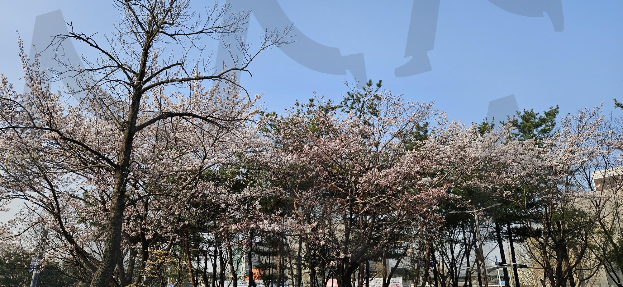 벚꽃나무 | 벚꽃, 군락, 하늘, 봄, 아름다움 | 스탠바이 STANDBUY 디지털 콘텐츠