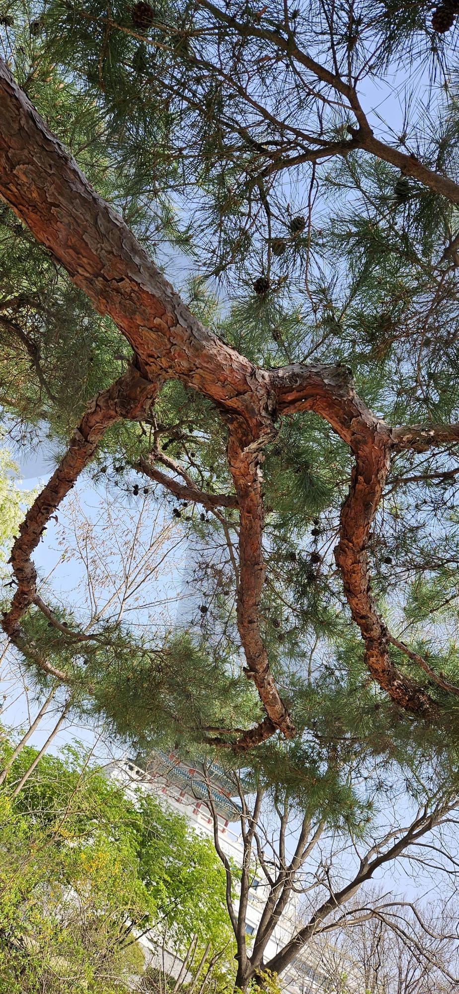 소나무 | 소나무, 굽은 가지, 무성함, 상록수, 하늘 | 스탠바이 STANDBUY 디지털 콘텐츠