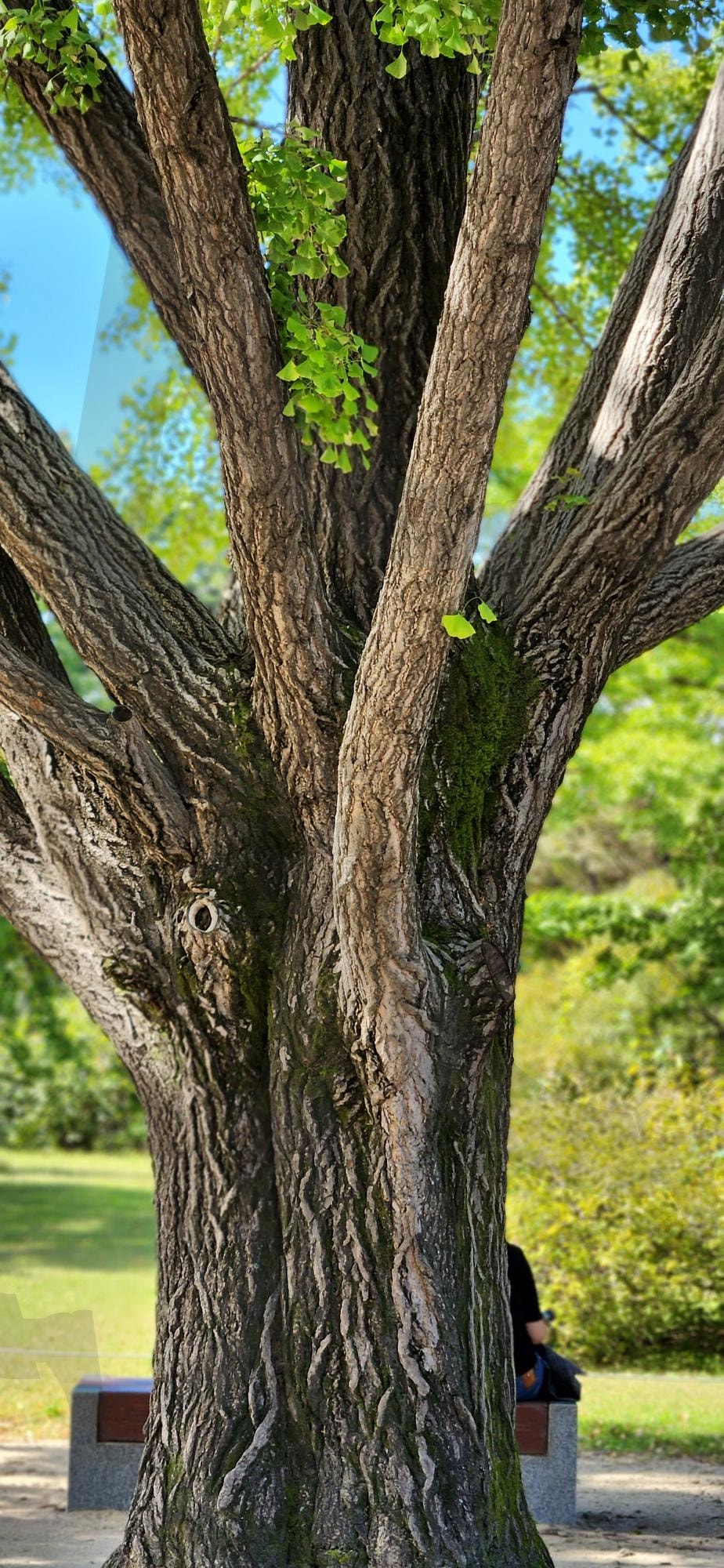 거목 | 거목, 굵은 가지, 한아름, 뿌리, 하늘 | 스탠바이 STANDBUY 디지털 콘텐츠
