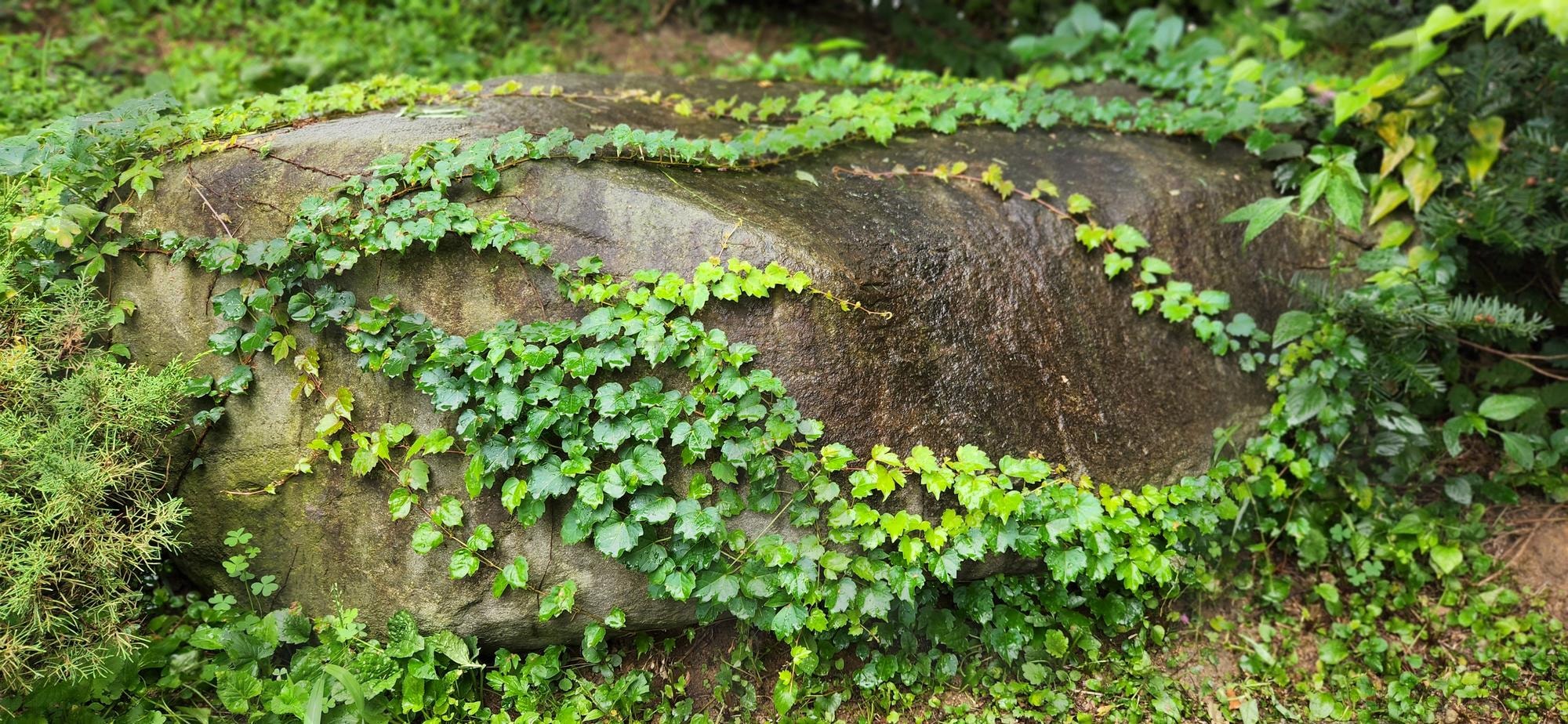 바위식물 | 바위, 습기, 자생, 기생, 봄 | 스탠바이 STANDBUY 디지털 콘텐츠