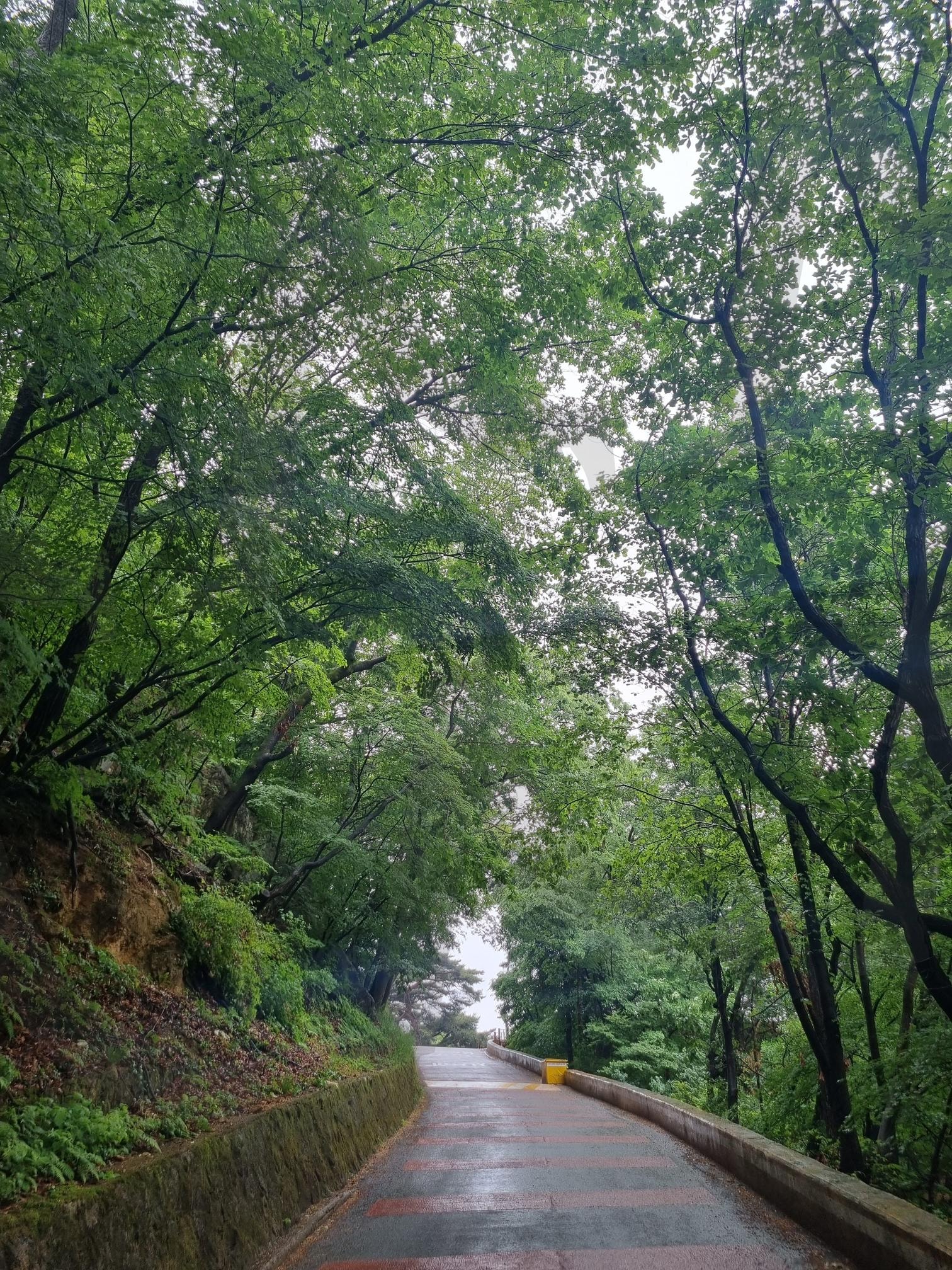 비오는날 등산 | 등산, 비오는날, 비, 산, 나무 | 스탠바이 STANDBUY 디지털 콘텐츠